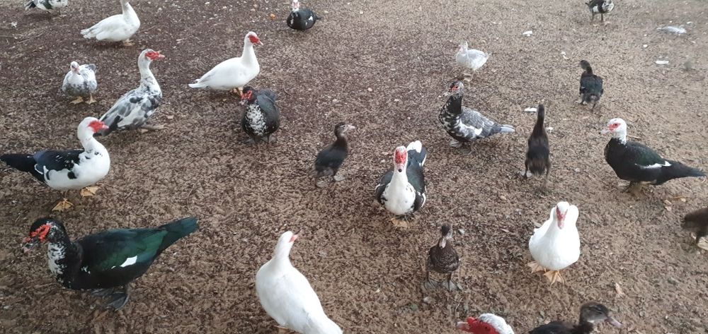 Ovos de patos mudos do campo