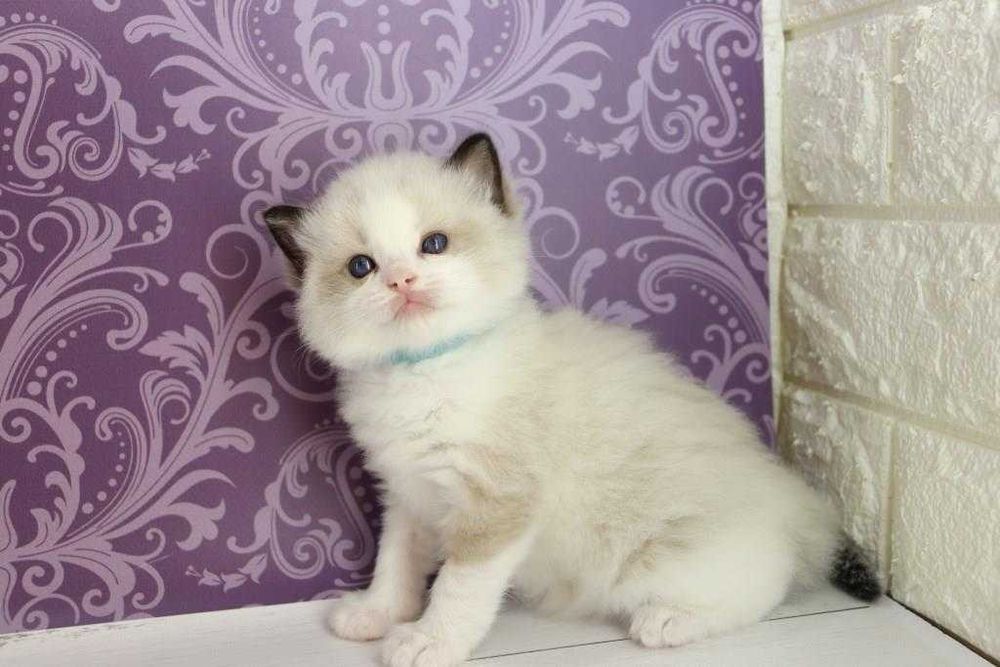 Самий ласкавий та чемний котик дуже красивої породи-Ragdoll.