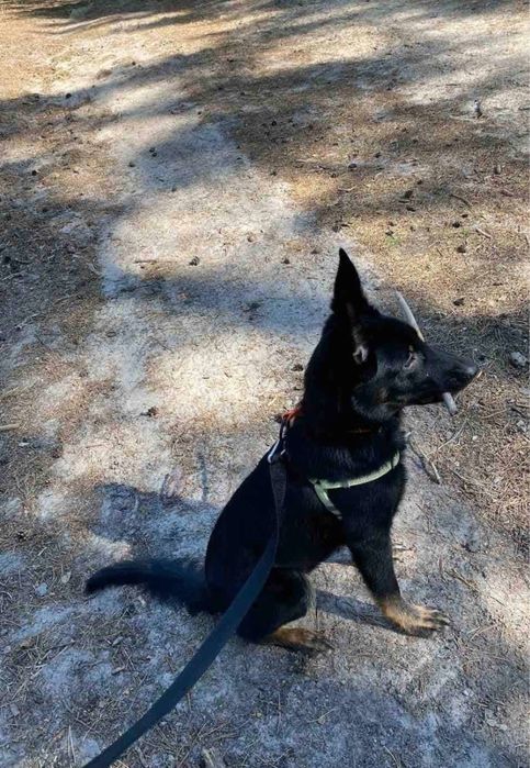 Метис вівчарки Джонні в добрі руки!