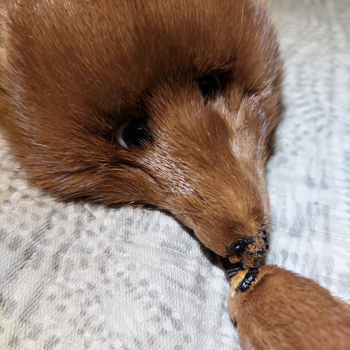 Estola de raposa muito bela