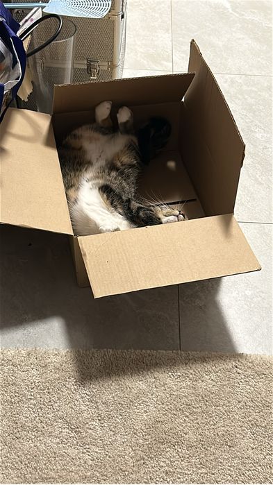 Dwie młode kotki do adopcji