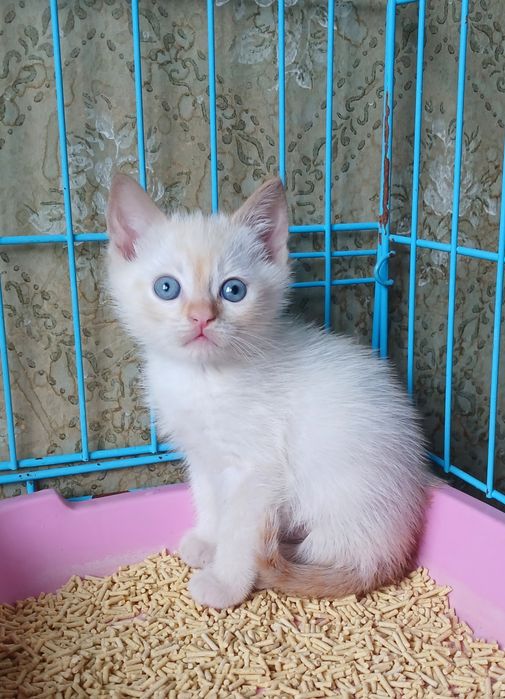 Маленький котёнок редпоинт 1 мес. ищет дом!  Котята в хорошие руки!