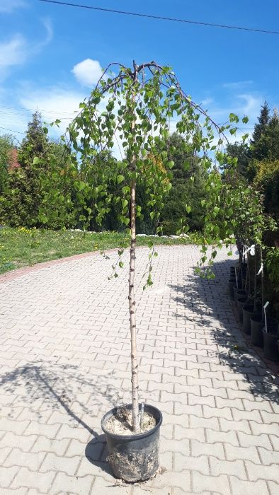 Brzoza zwisająca Youngii, Long Trunk, inne