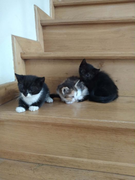Koty do adopcji Za darmo