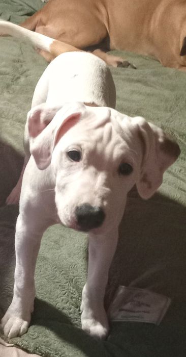 Срочно щенки американского стаффордширского терьера