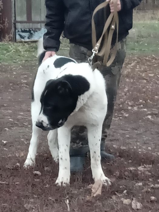 Кобель алабай вязка