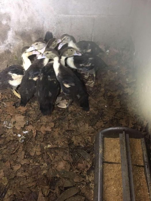 Patos mudos para criacao