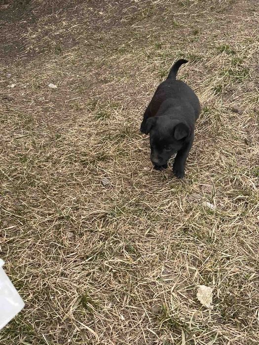 Щенки небольшой породы