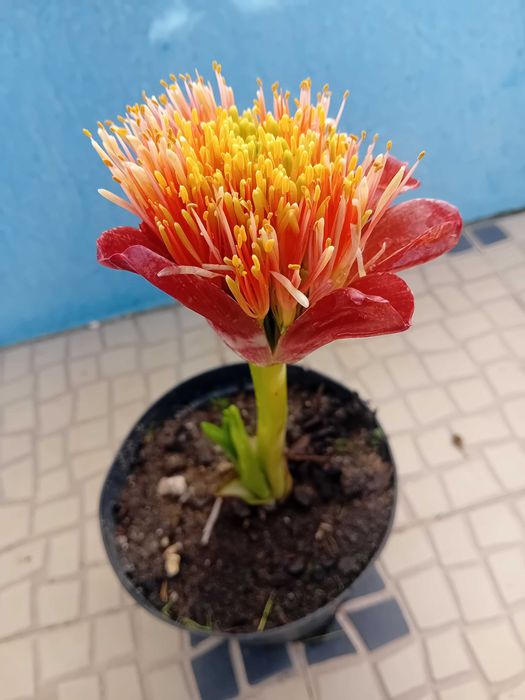 Lirio pincel Scadoxus Puniceus