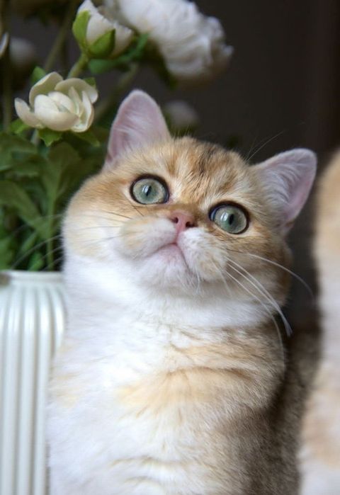 Золота шиншила скоттіш страйт