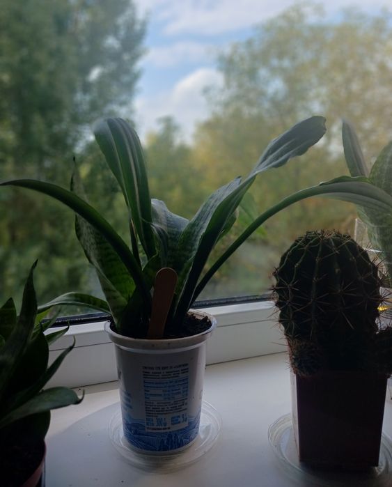 Тещин язик Щучий хвіст Сансевієрія