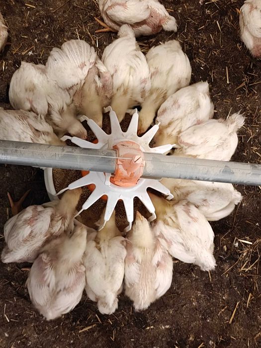 Продам бройлера живою вагою
