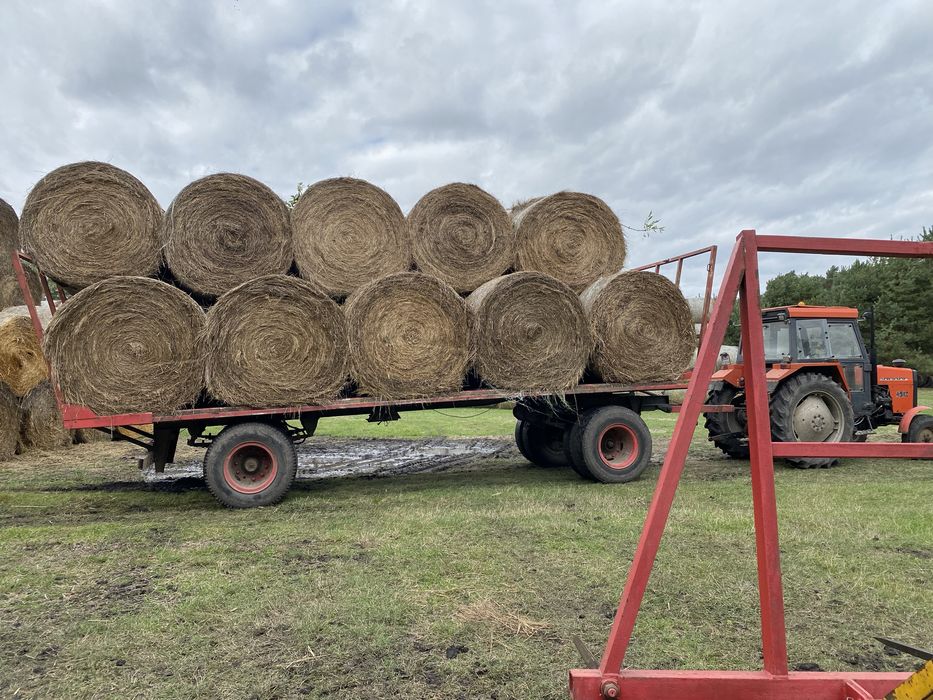 Siano z łąk torfowych