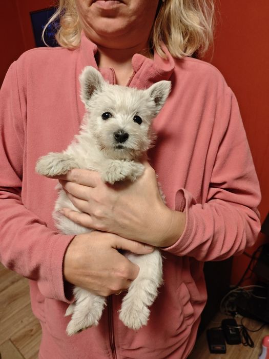 Suczka rasy West Highland White Terrier Westie