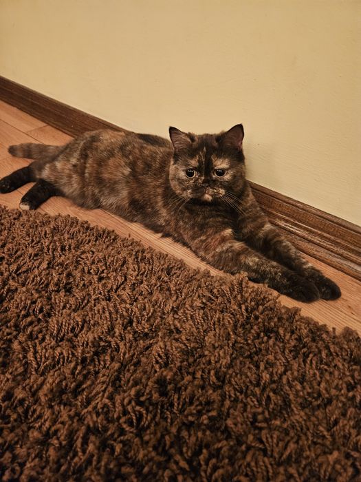 Віддам в добрі руки