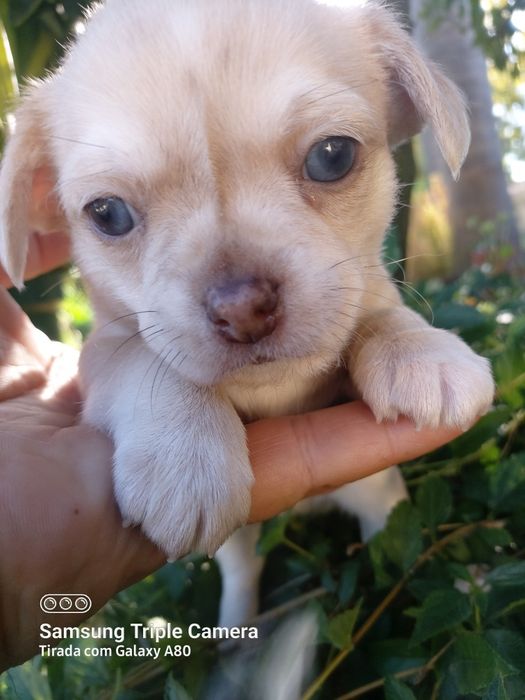 Lindo chihuahua machinho