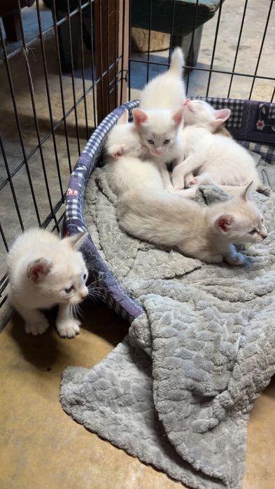 Gatinhos para doar 5 semanas