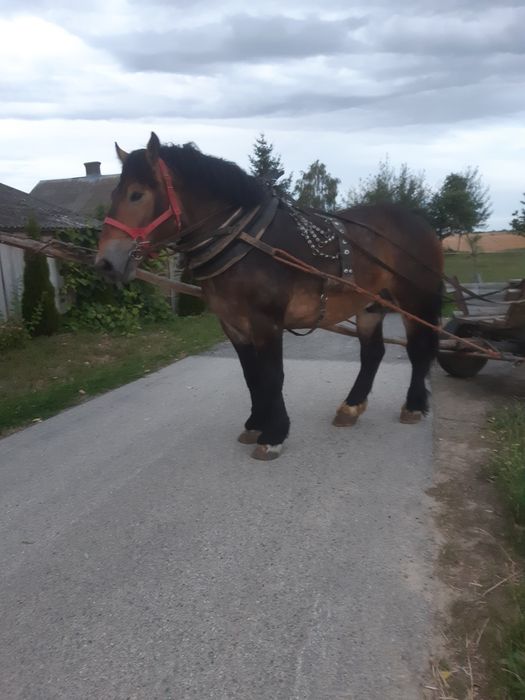 Ogierek zimnokrwisty