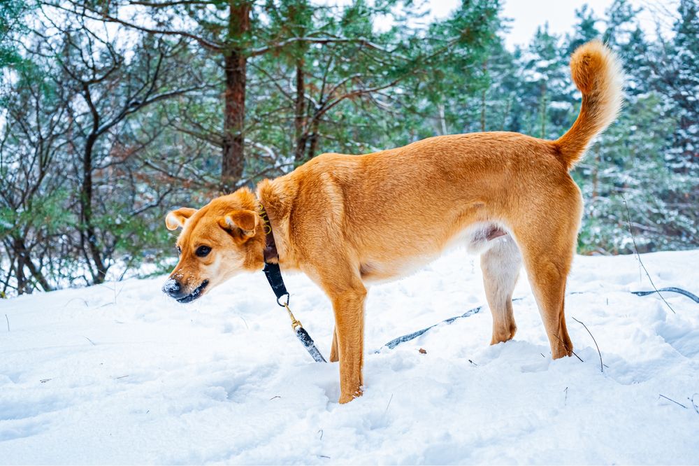ORION - Do Adopcji!