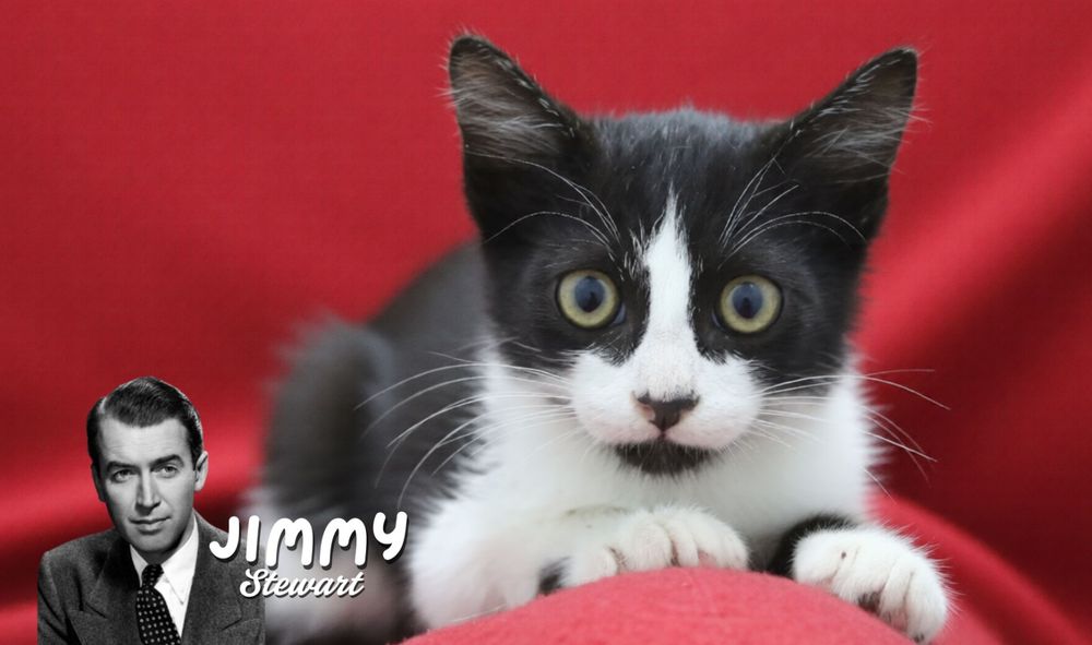 Gatinhos 2,5 meses para ADOÇÃO