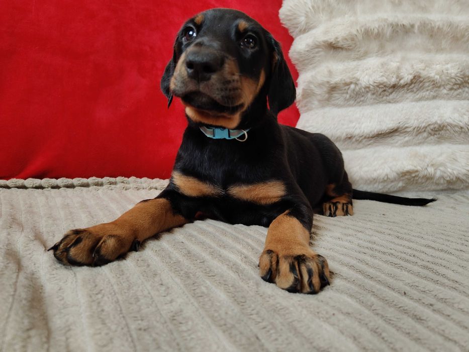 Doberman cudowny maluch