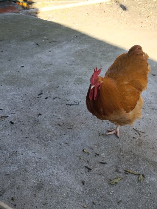 Orpington, ovos Férteis