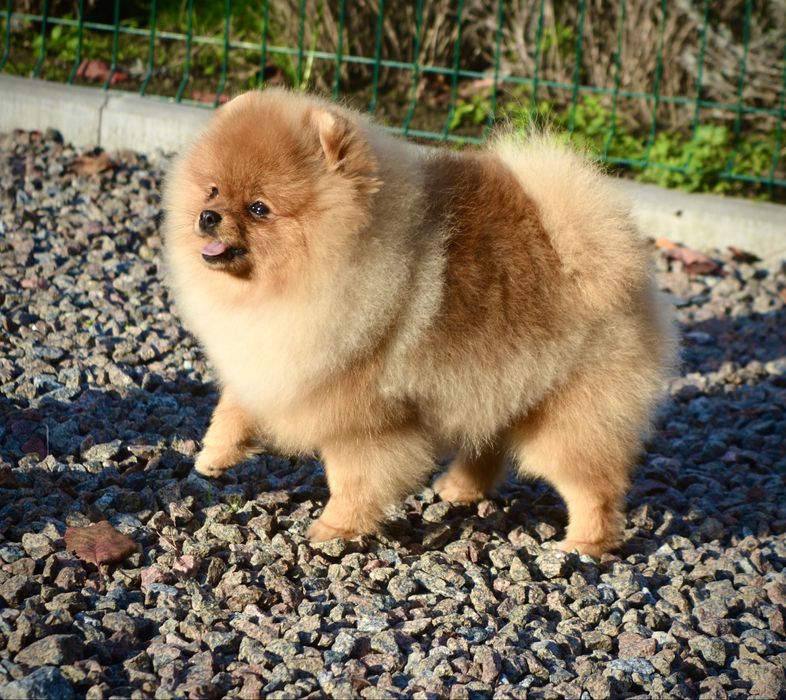 Дівчинка міні 8 місяців