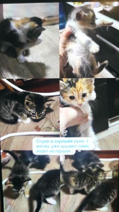 Отдам в хорошие руки