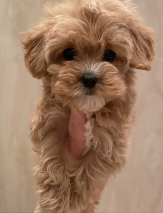 Maltipoo мальтипу мини
