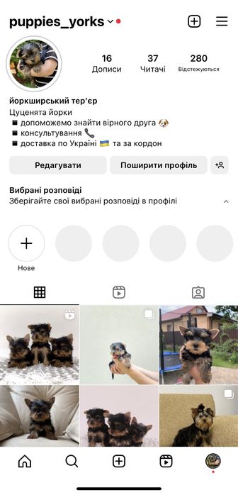 Міні йорк дівчинка