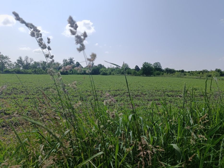 Продається гарна рівна ділянка в Гавришівці