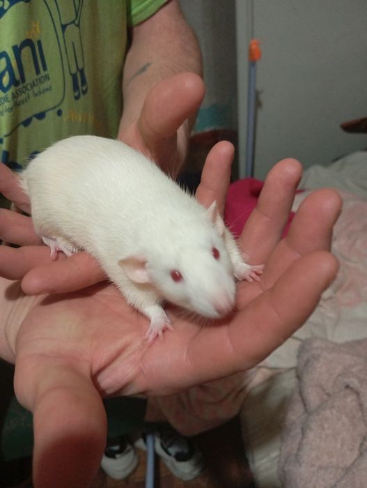 Криси, пацюки,щури,крисята