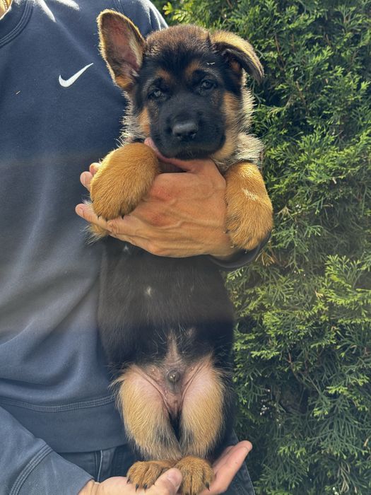 Щенки немецкой овчарки