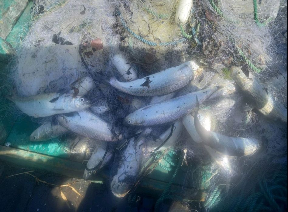 Селёдка дунайская( дунайка) 2026