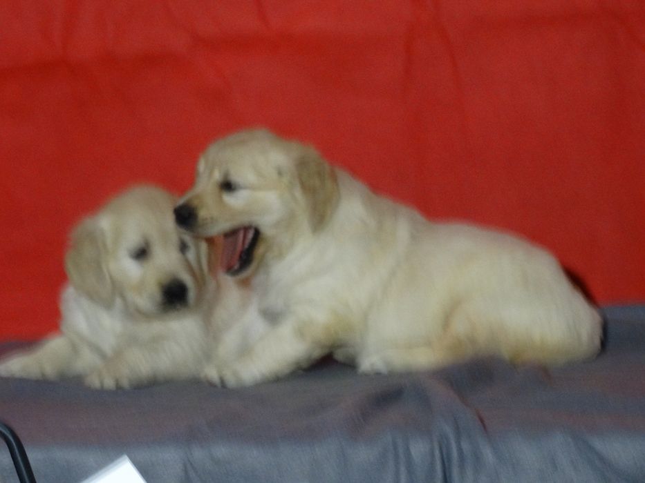 Golden retriever piesek