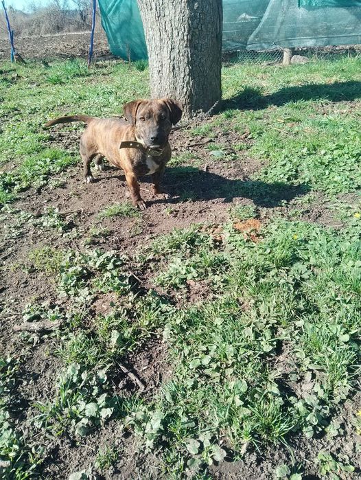 Віддам песика в добрі руки