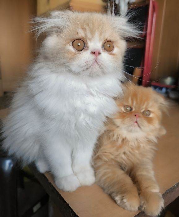 Персидські кошенята