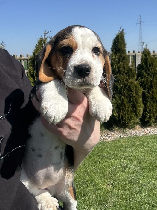 Beagle suczka  szczeniak