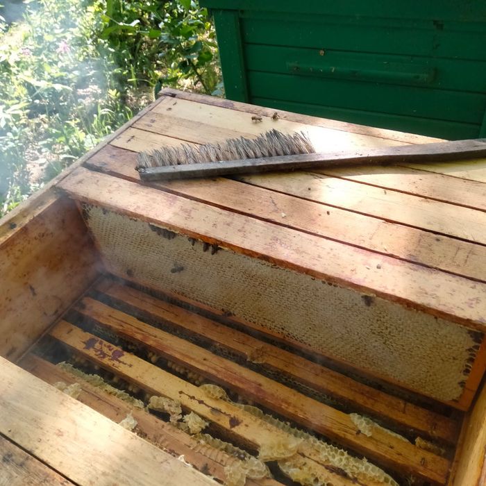 Pszczoly z ulami na ramce dadananta sprzedam