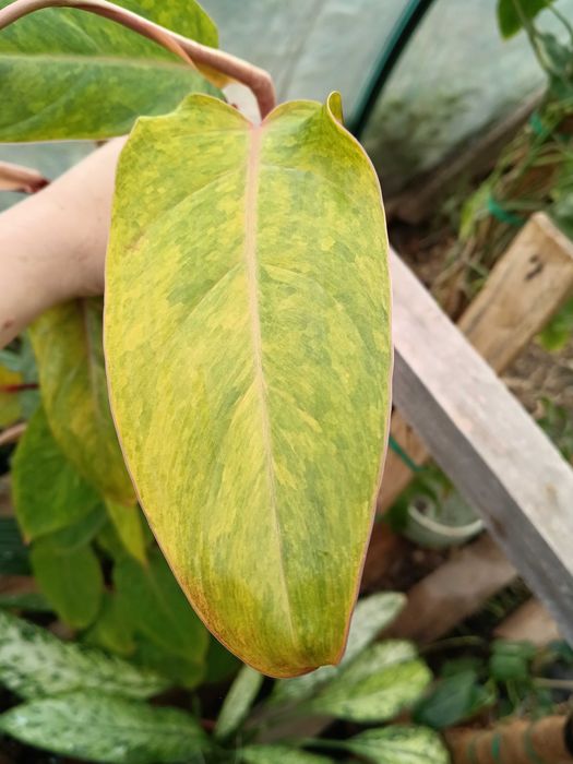 philodendron painted lady-cięty szczyt