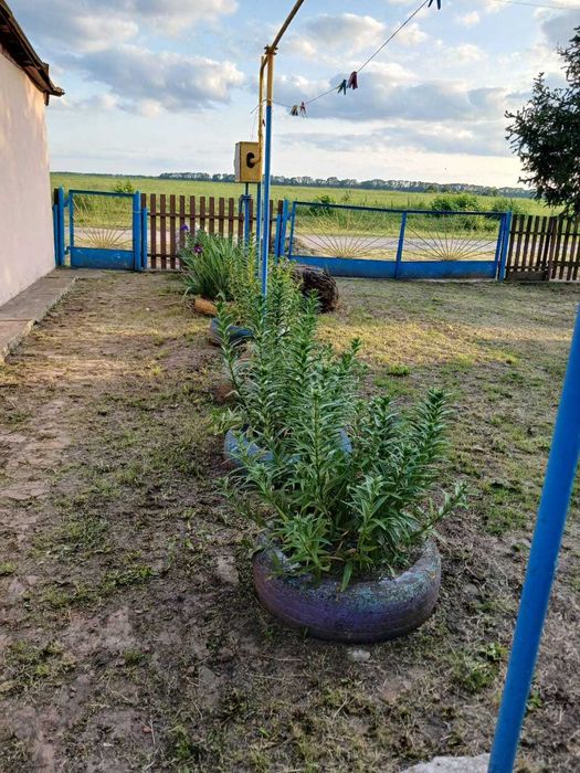 Продам будинок с.Збараж, Козятинський р-н, Вінницька обл.