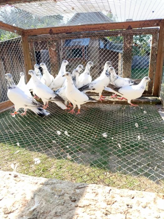 Budapeszty sportowe 2025 rok