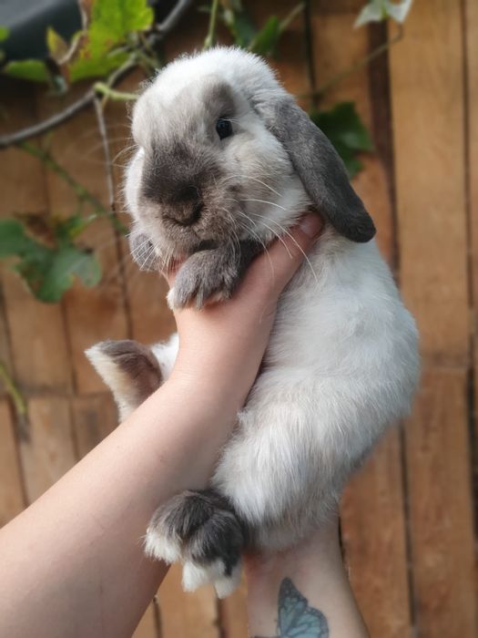Baranek baran karzełek mini lop z rodowodem