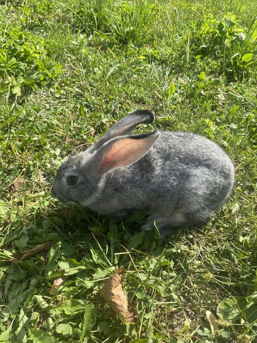 Кролі сірі дуже гарні є як хлопці так і дівчата