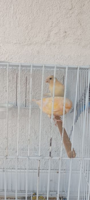 Casal de canários