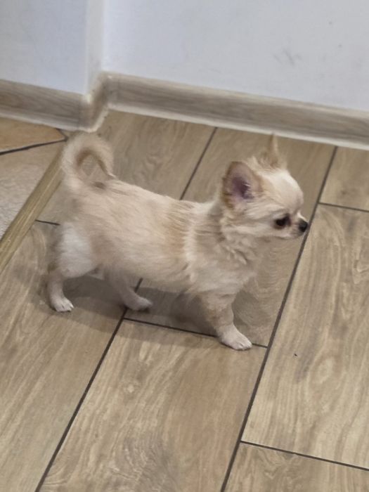 Dziss do odbioru Piesek chihuahua długowłosy