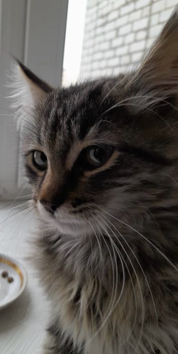 Котенята , маленьке котенятко шукає дім!