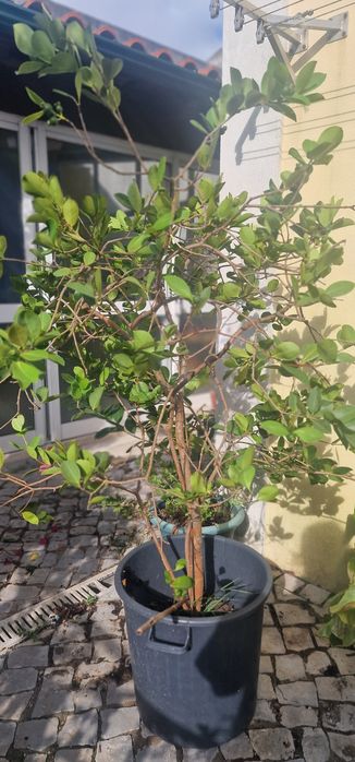 Vendo Araçá, em poceirão, enraizado, com cerca de 5anos, a dar fruto