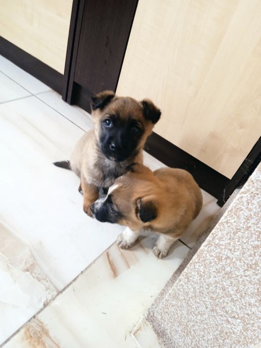 Szczeniaki do dodania