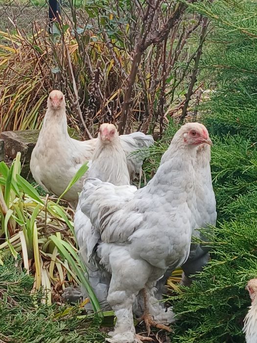 Koguty ozdobne, wayndotte, brahma Isabell